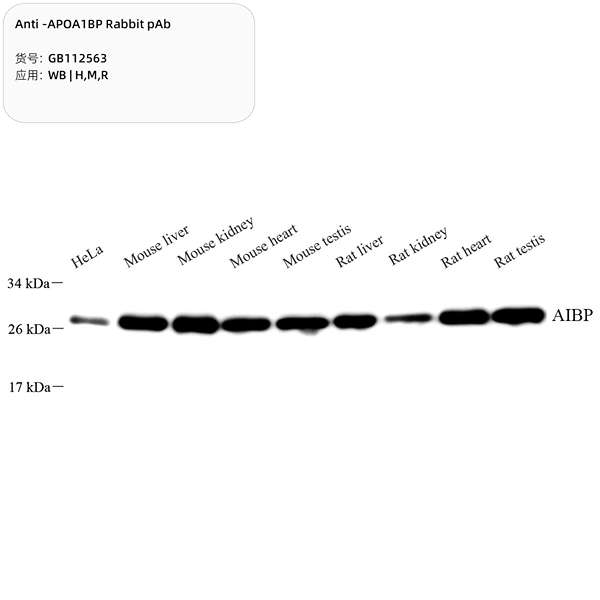 Антитела первичные, поликлональные, APOA1BP, 100 мкл