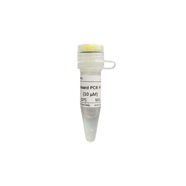 ПЦР-праймер прямой U6 (для miRNA qRT-PCR), 500 мкл