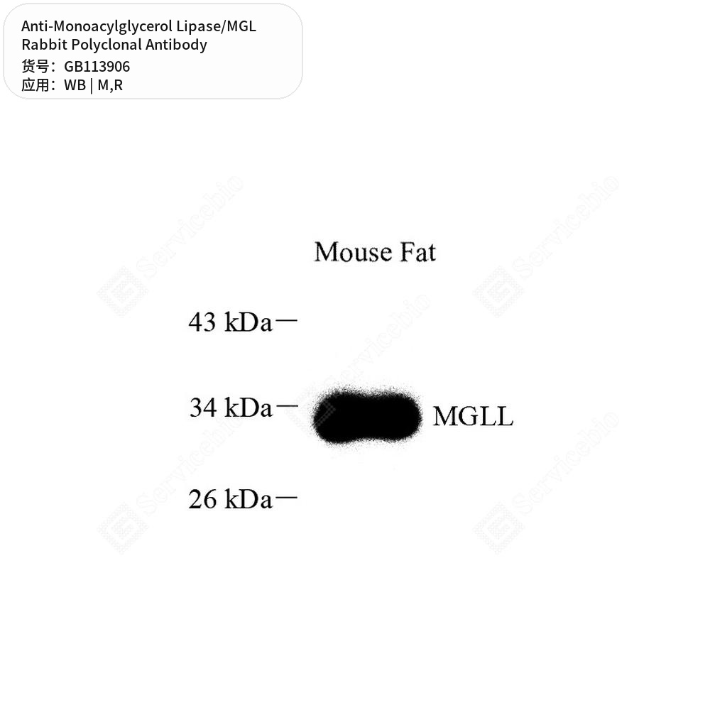 Антитела первичные, поликлональные кролика к Monoacylglycerol Lipase/MGL крысы, мыши, 50 мкл