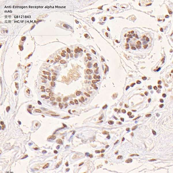 Антитела первичные, моноклональные, Estrogen Receptor alpha, 100 мкл
