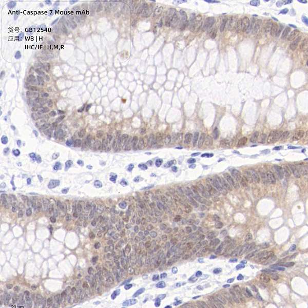 Антитела первичные, моноклональные, Caspase-7, 100 мкл