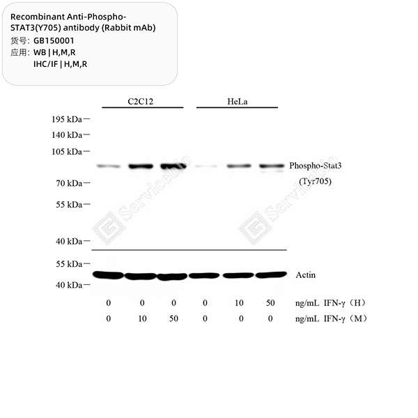 Антитела первичные, моноклональные, Phospho-STAT3(Tyr705), 100 мкл