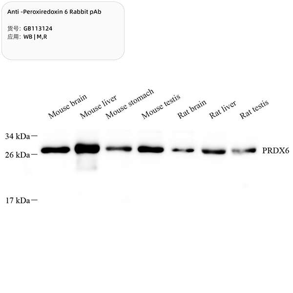 Антитела первичные, поликлональные, Peroxiredoxin 6, 100 мкл