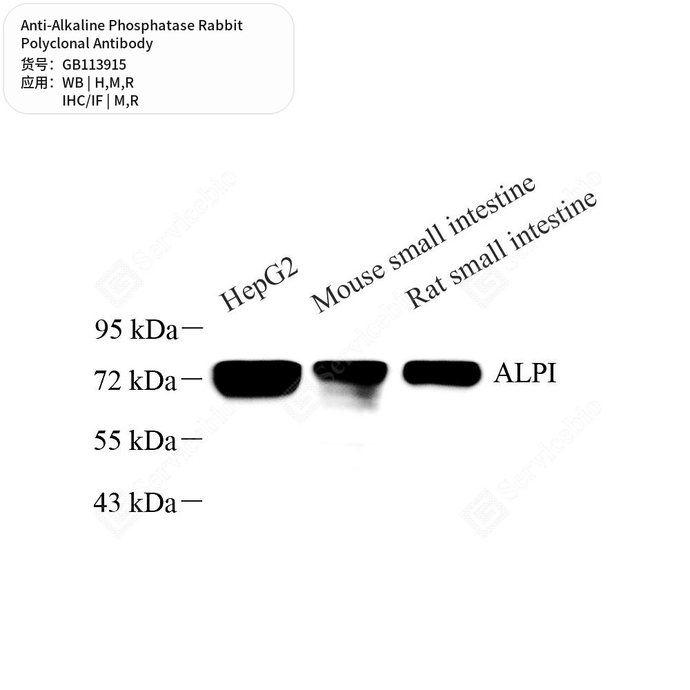 Антитела первичные, поликлональные кролика к Alkaline Phosphatase крысы, мыши, человека, 100 мкл