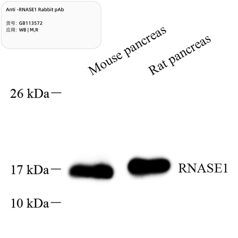 Антитела первичные, поликлональные, RNASE1, 100 мкл