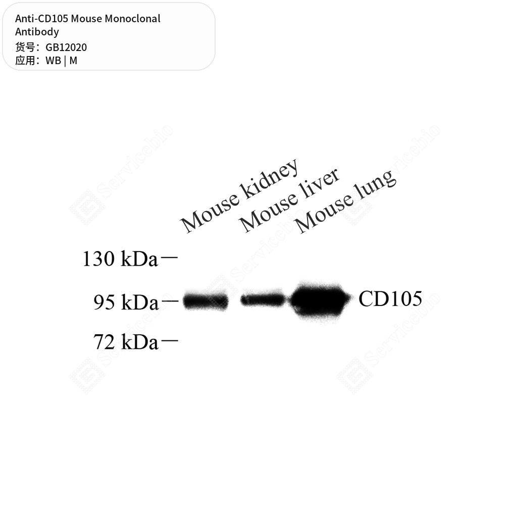 Антитела первичные, моноклональные мыши к CD105 мыши, 50 мкл