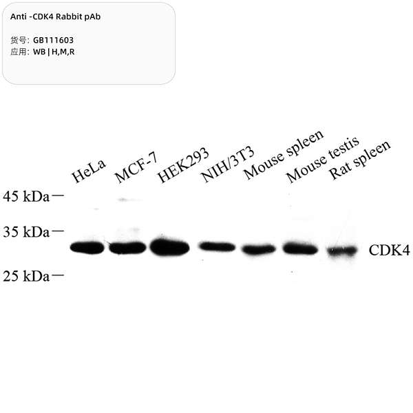 Антитела первичные, поликлональные, Cdk4, 100 мкл