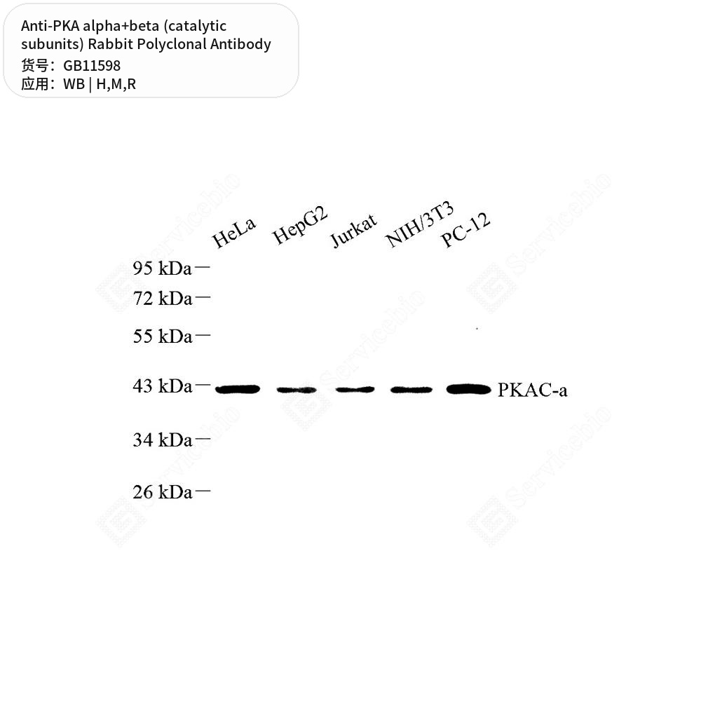 Антитела первичные, полик. крол. к PKA alpha+beta (catalytic subunits) крысы, мыши, чел., 100 мкл