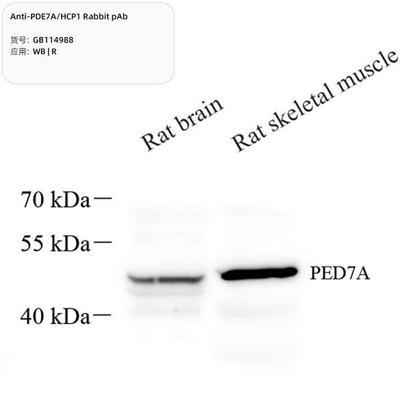 Антитела первичные, поликлональные, PDE7A/HCP1, 100 мкл