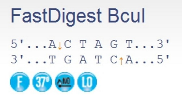 Эндонуклеаза рестрикции ускоренного гидролиза FastDigest BcuI, 20 реакций