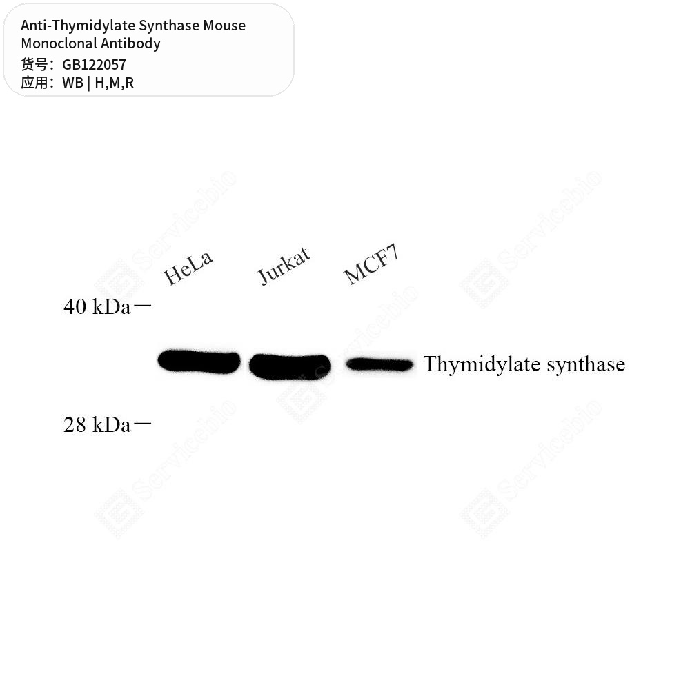 Антитела первичные, моноклональные мыши к Thymidylate Synthase крысы, мыши, человека, 50 мкл