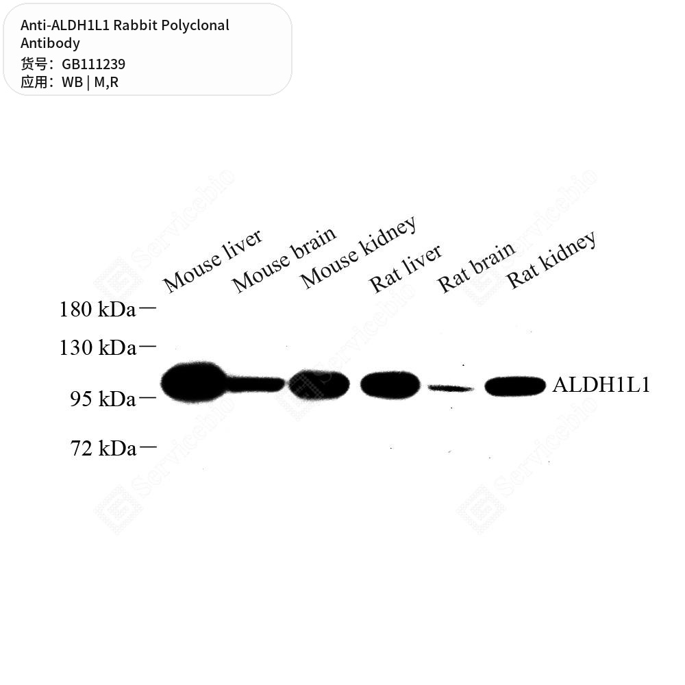 Антитела первичные, поликлональные кролика к ALDH1L1 крысы, мыши, 100 мкл