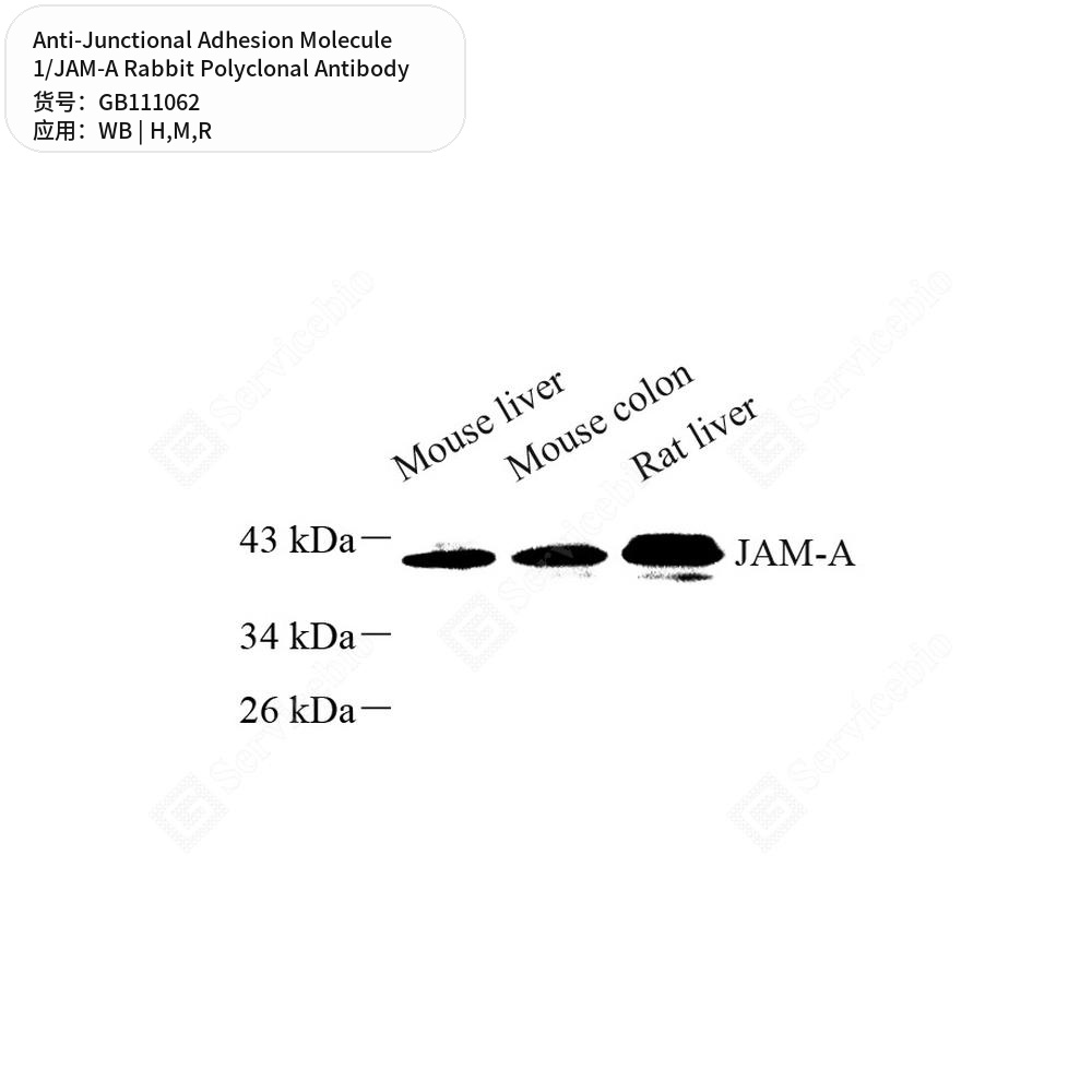 Антитела первичные, полик. крол. к Junctional Adhesion Molecule 1/JAM-A крысы, мыши, чел., 100 мкл