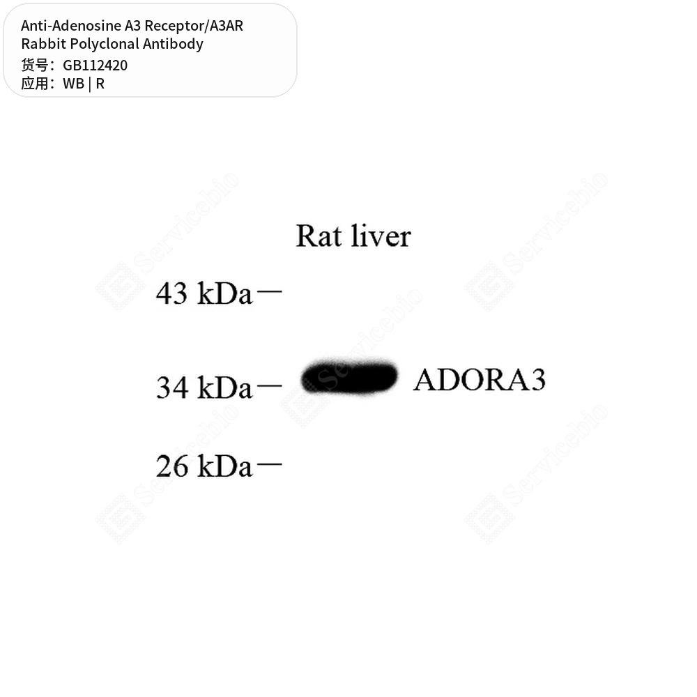 Антитела первичные, поликлональные кролика к Adenosine A3 Receptor/A3AR крысы, 100 мкл