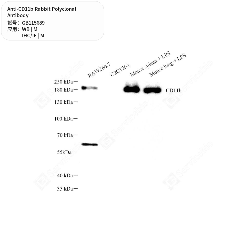 Антитела первичные, поликлональные кролика к CD11b мыши, 50 мкл