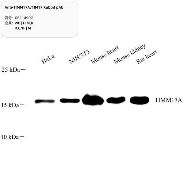 Антитела первичные, поликлональные, TIMM17A/TIM17, 100 мкл