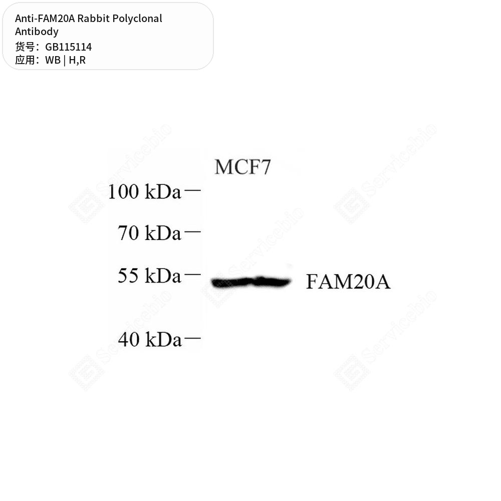 Антитела первичные, поликлональные кролика к FAM20A крысы, человека, 50 мкл