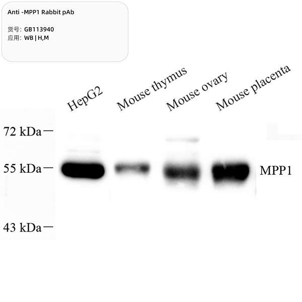 Антитела первичные, поликлональные, MPP1, 100 мкл