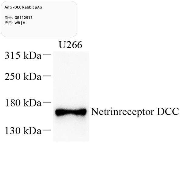 Антитела первичные, поликлональные, DCC, 100 мкл