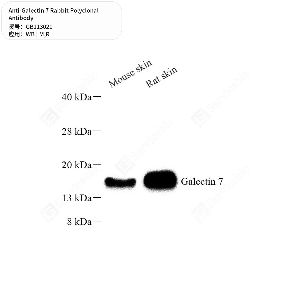 Антитела первичные, поликлональные кролика к Galectin 7 крысы, мыши, 50 мкл