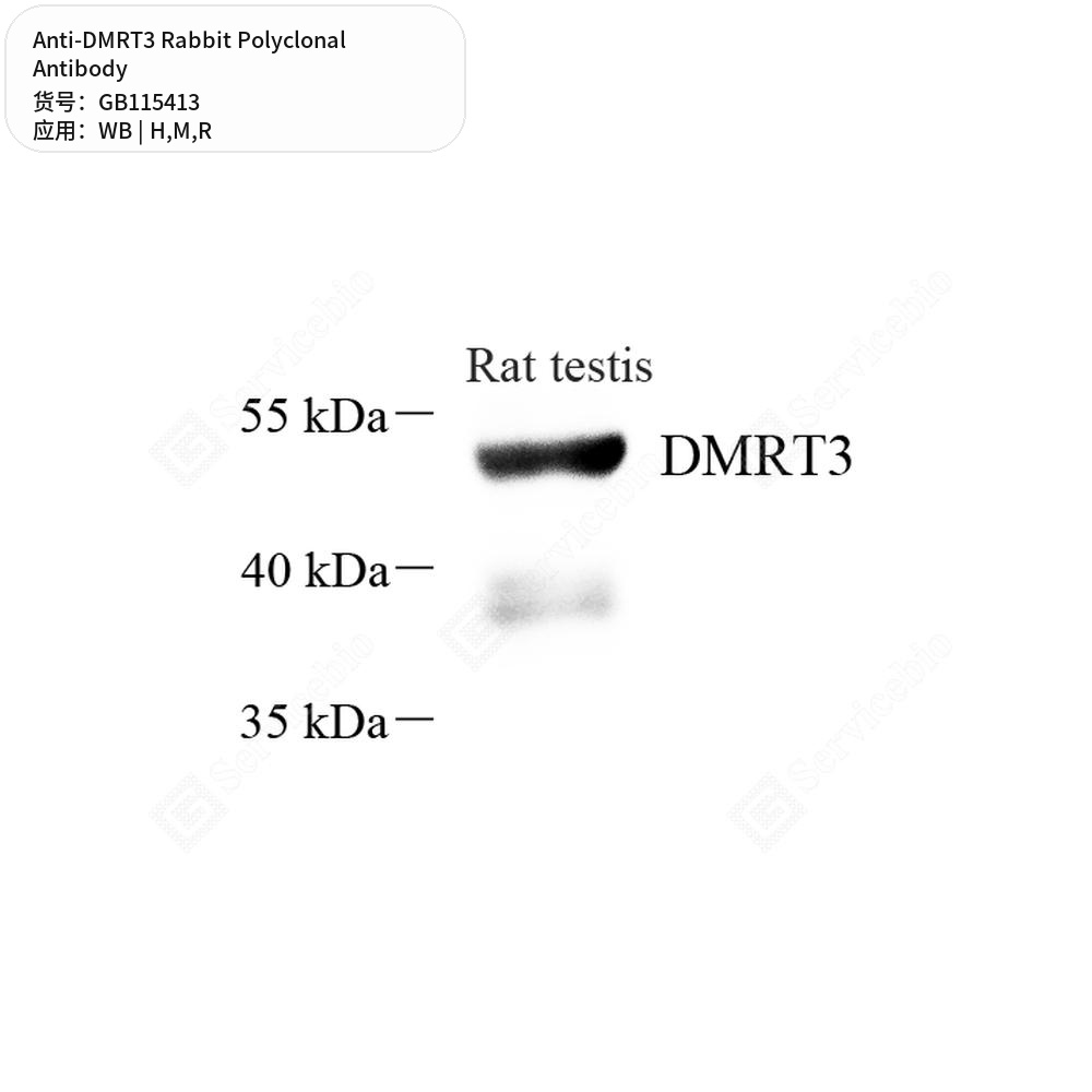 Антитела первичные, поликлональные кролика к DMRT3 крысы, мыши, человека, 50 мкл
