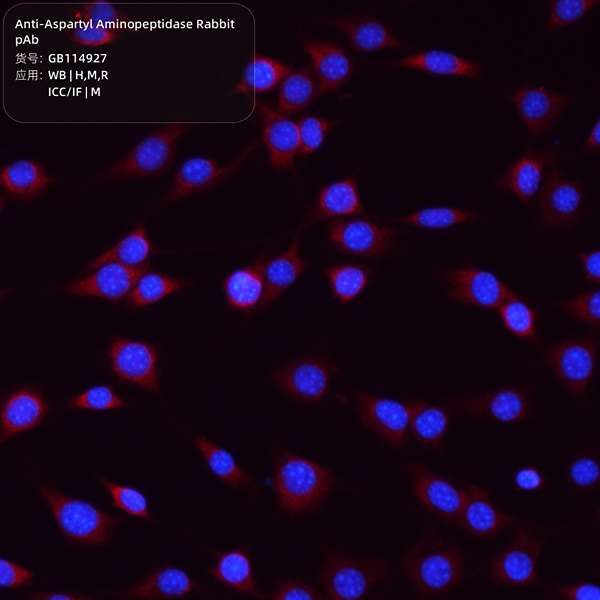 Антитела первичные, поликлональные, Aspartyl Aminopeptidase, 100 мкл