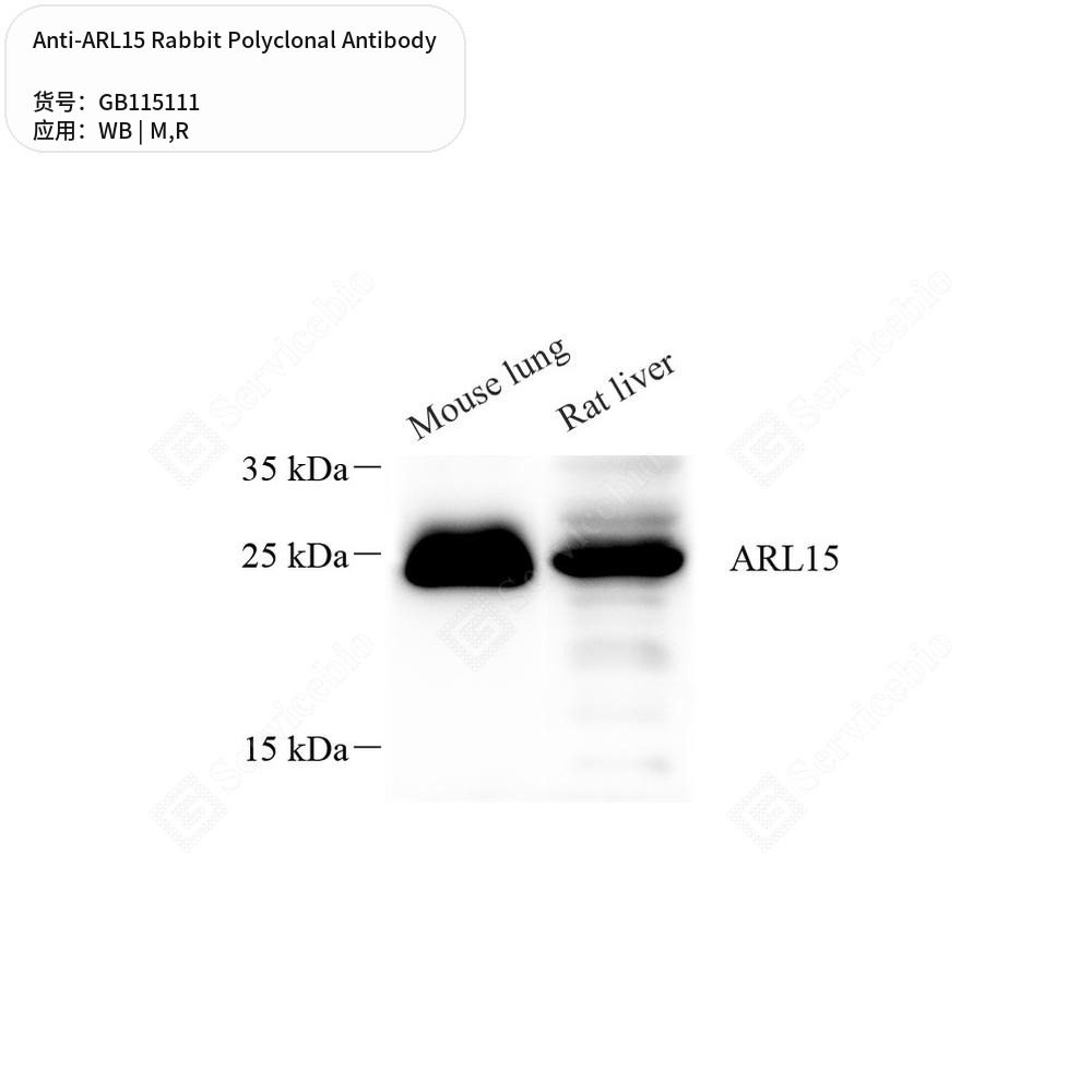 Антитела первичные, поликлональные кролика к ARL15 крысы, мыши, 100 мкл