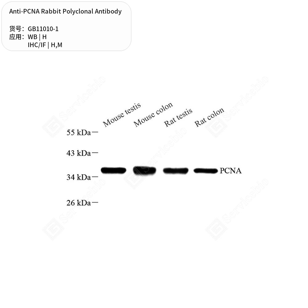 Антитела первичные, поликлональные кролика к PCNA мыши, человека, 100 мкл