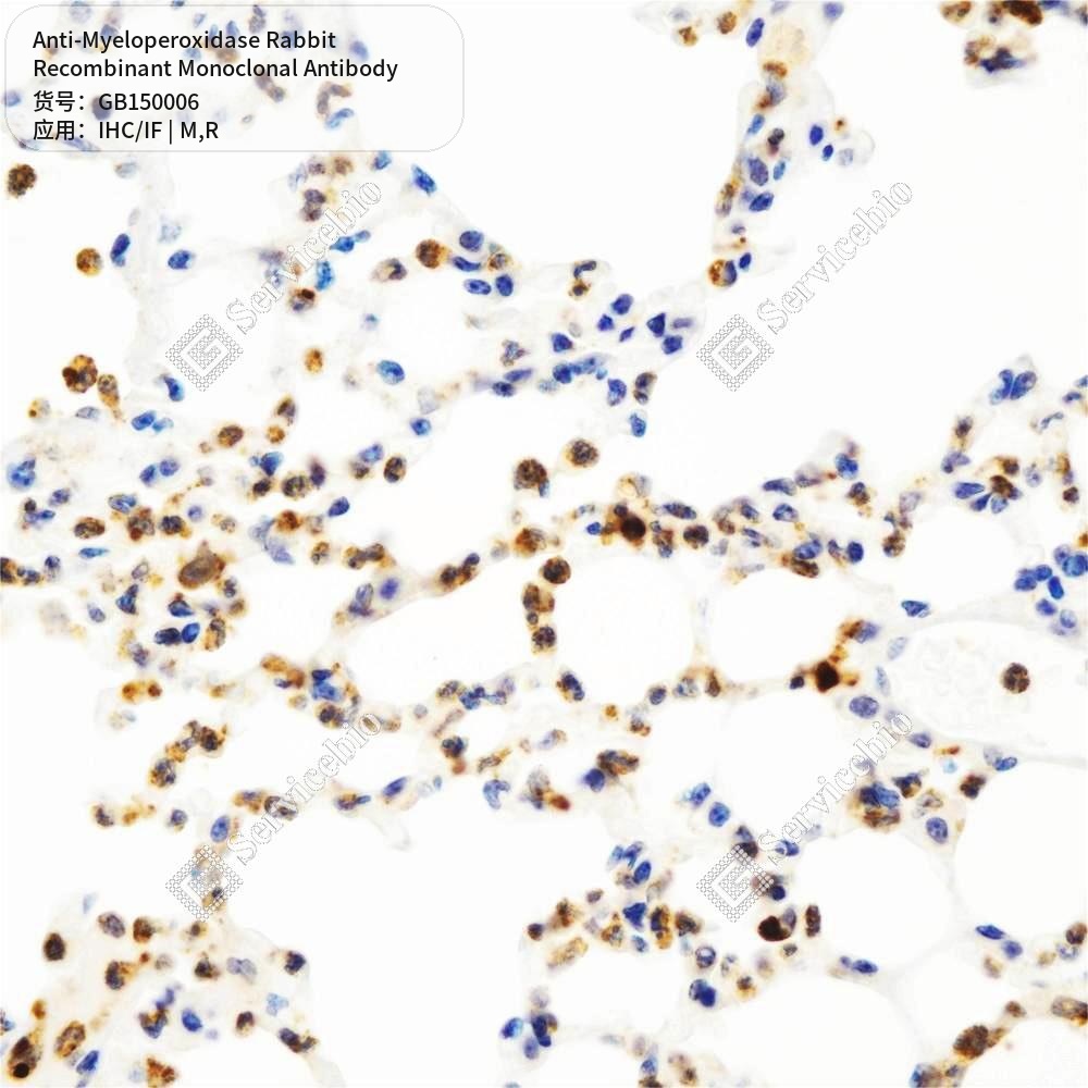 Антитела первичные, моноклональные кролика к Myeloperoxidase крысы, мыши, 50 мкл