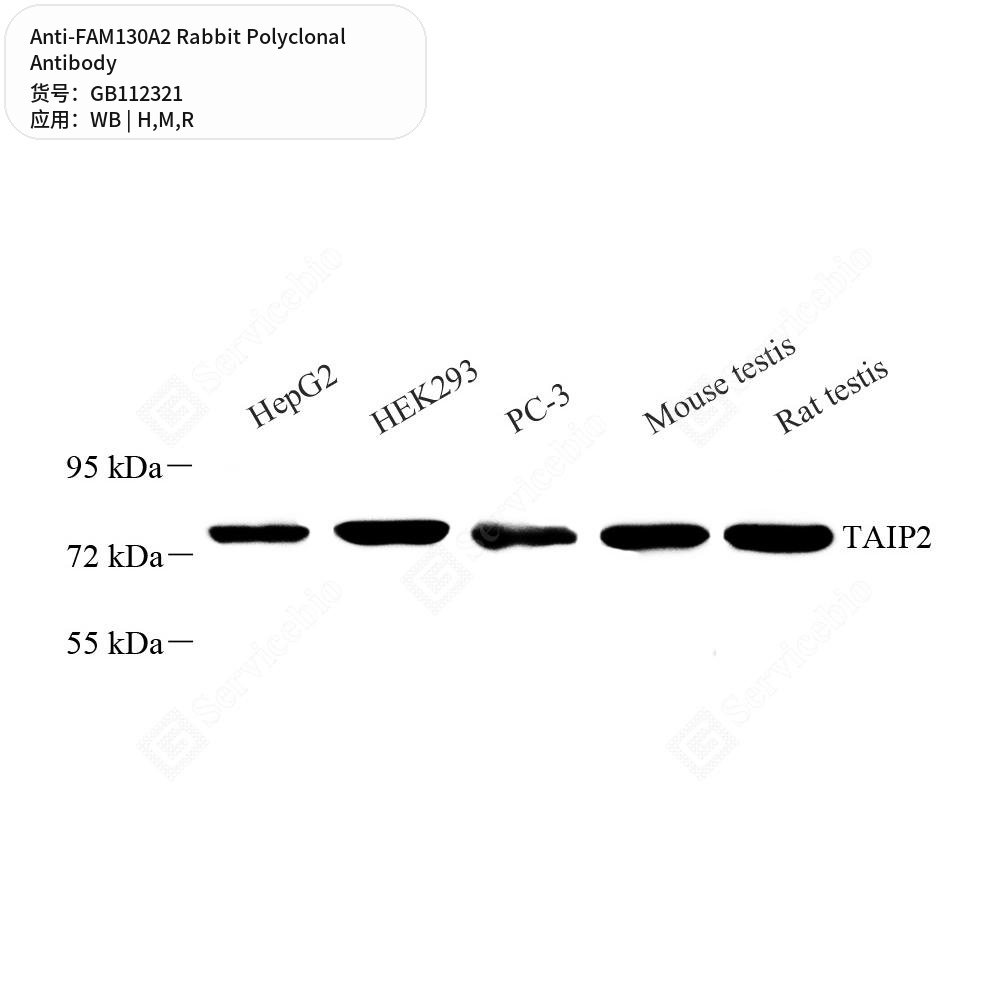 Антитела первичные, поликлональные кролика к FAM130A2 крысы, мыши, человека, 100 мкл
