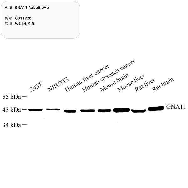 Антитела первичные, поликлональные, GNA11, 100 мкл