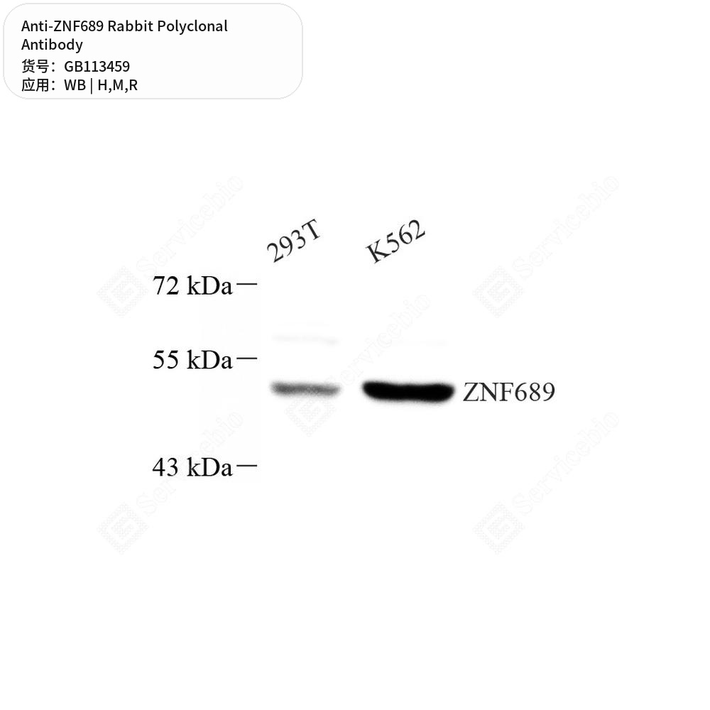Антитела первичные, поликлональные кролика к ZNF689 крысы, мыши, человека, 100 мкл