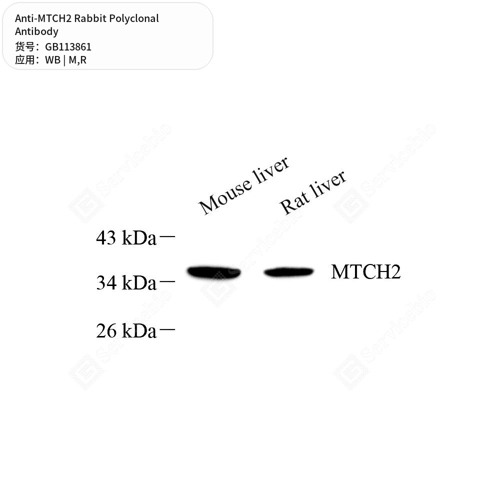 Антитела первичные, поликлональные кролика к MTCH2 крысы, мыши, 100 мкл