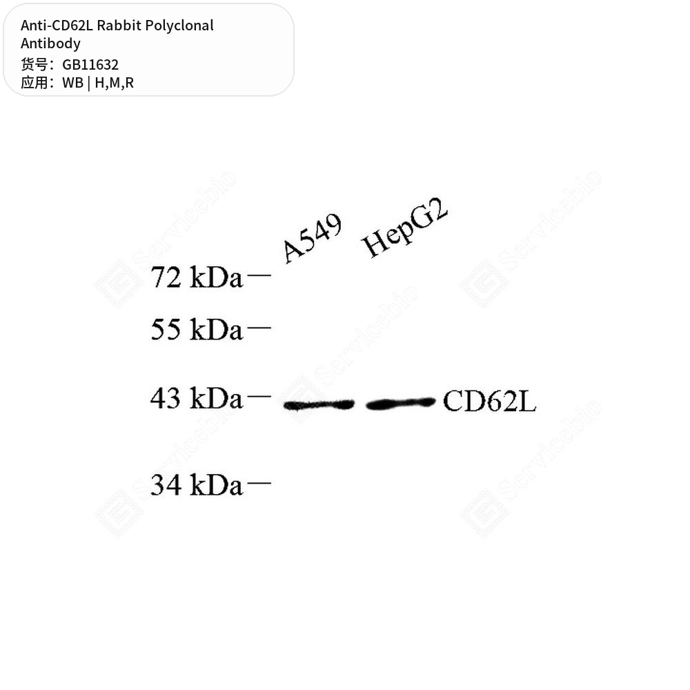 Антитела первичные, поликлональные кролика к CD62L крысы, мыши, человека, 50 мкл