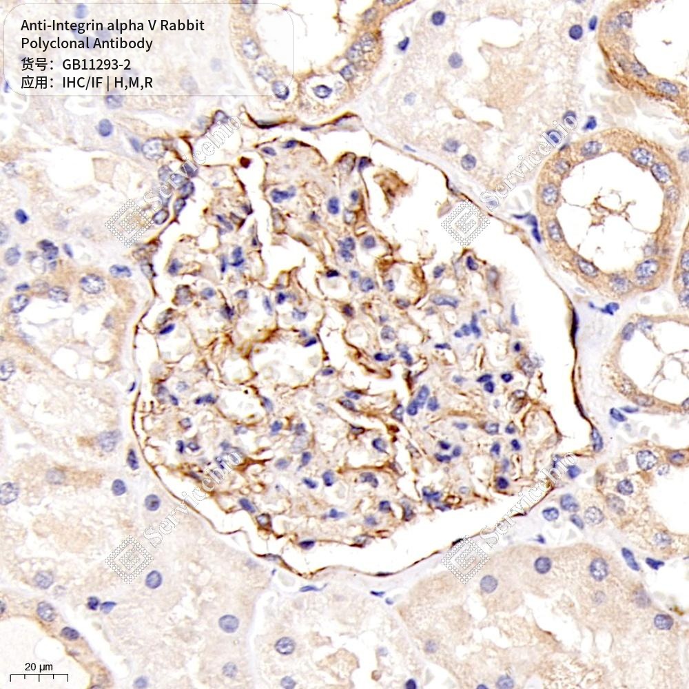 Антитела первичные, поликлональные кролика к Integrin alpha V крысы, мыши, человека, 100 мкл