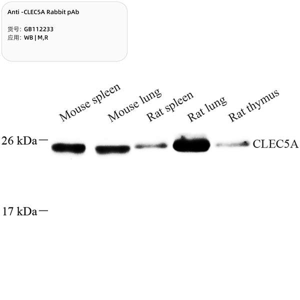Антитела первичные, поликлональные, CLEC5A, 100 мкл