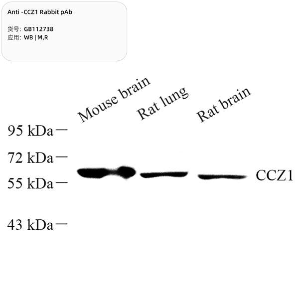 Антитела первичные, поликлональные, CCZ1, 100 мкл