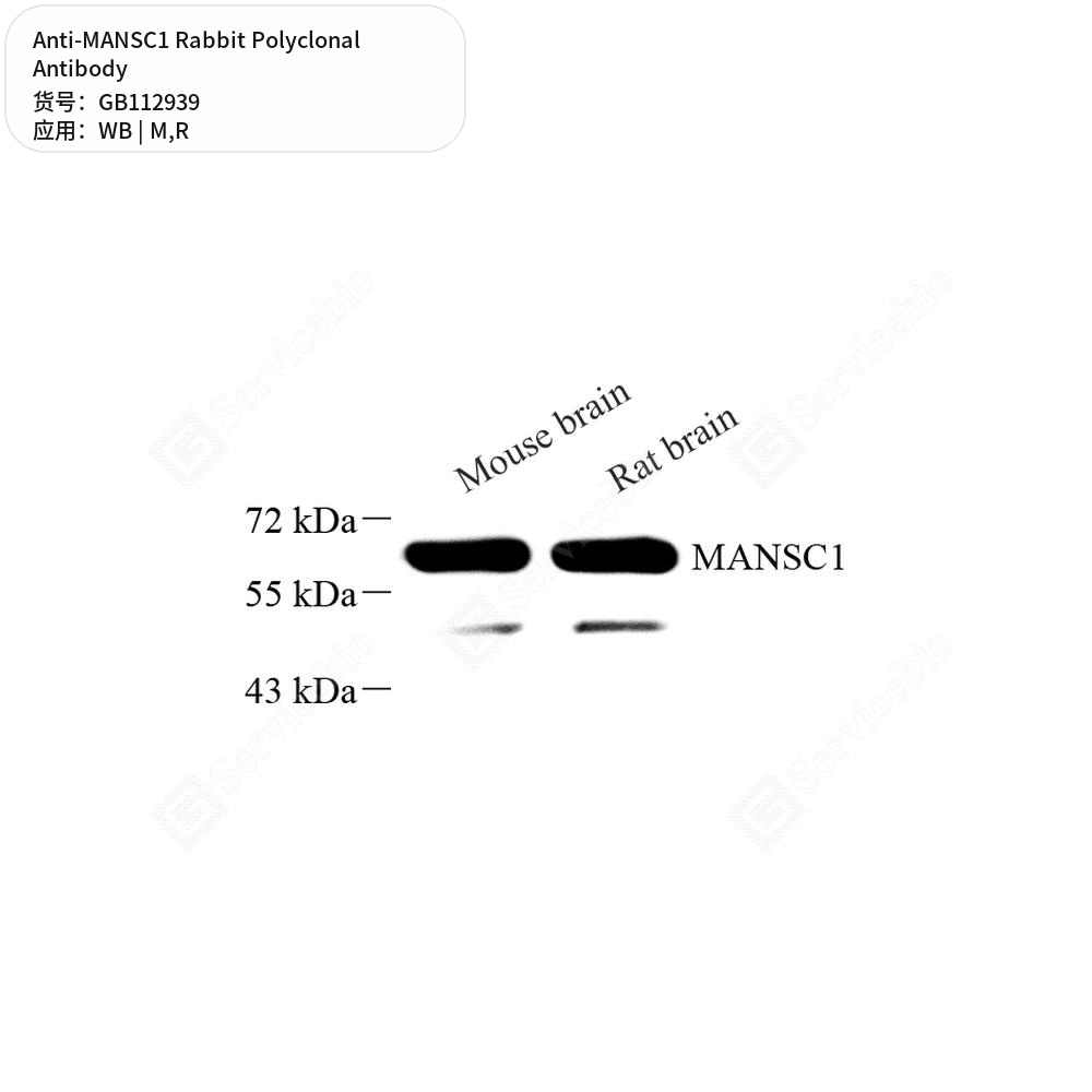 Антитела первичные, поликлональные кролика к MANSC1 крысы, мыши, 100 мкл