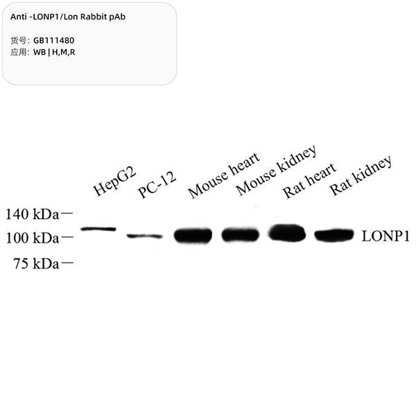 Антитела первичные, поликлональные, LONP1/Lon, 100 мкл