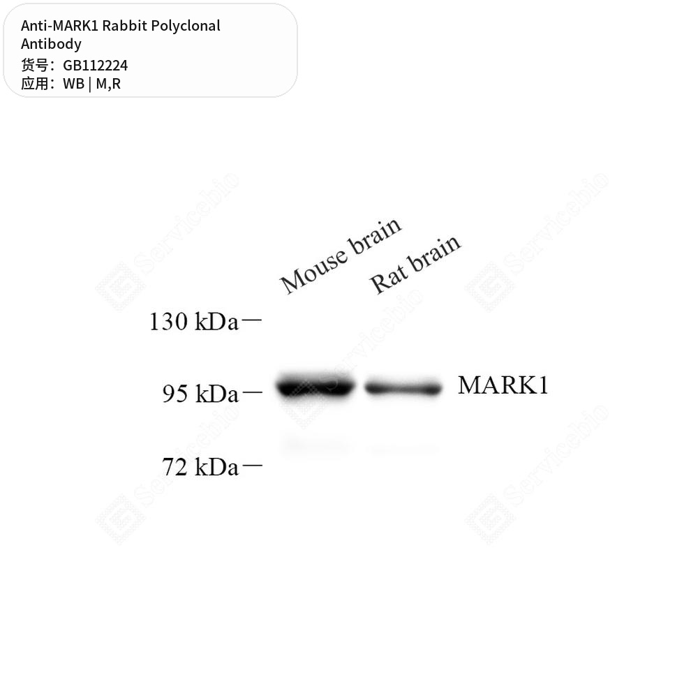 Антитела первичные, поликлональные кролика к MARK1 крысы, мыши, 100 мкл