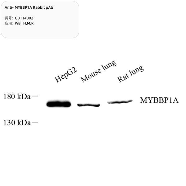 Антитела первичные, поликлональные, MYBBP1A, 100 мкл