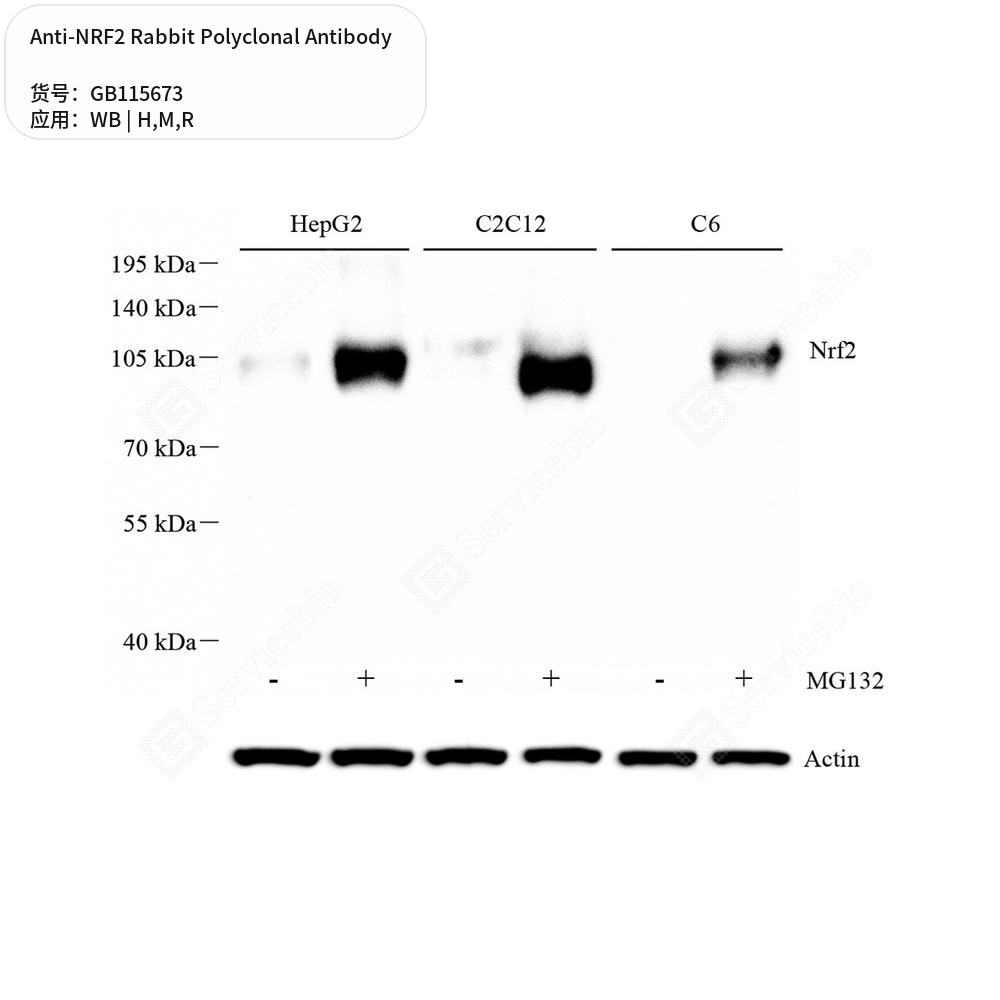 Антитела первичные, поликлональные кролика к NRF2 крысы, мыши, человека, 50 мкл