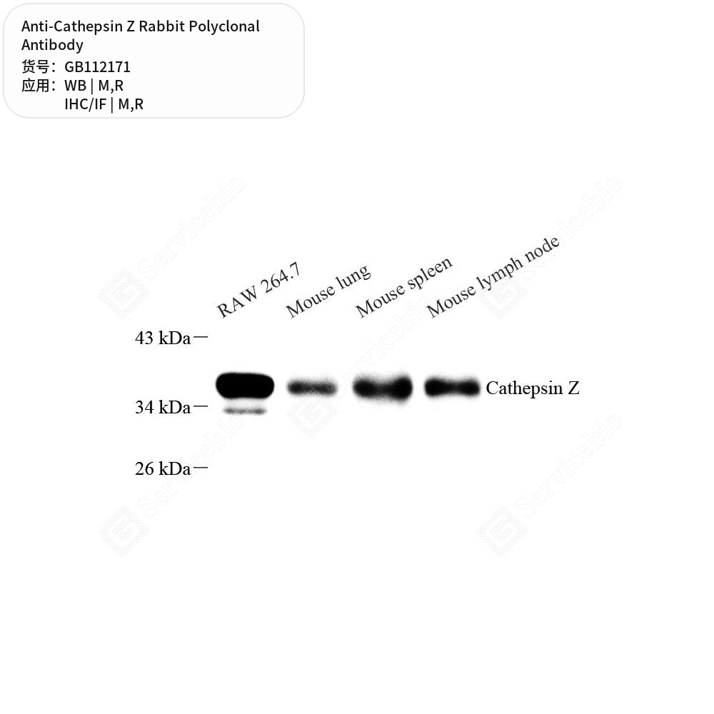 Антитела первичные, поликлональные кролика к Cathepsin Z крысы, мыши, 100 мкл