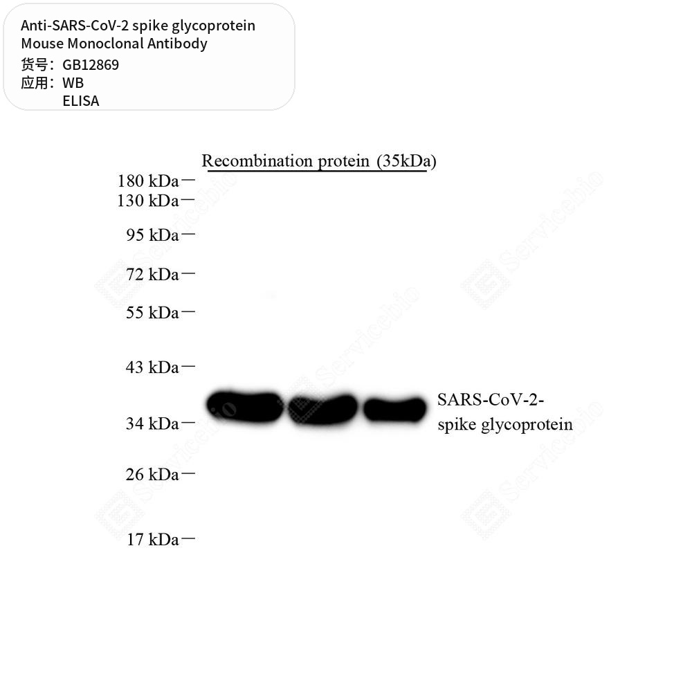 Антитела первичные, моноклональные мыши к SARS-CoV-2 spike glycoprotein, 100 мкл
