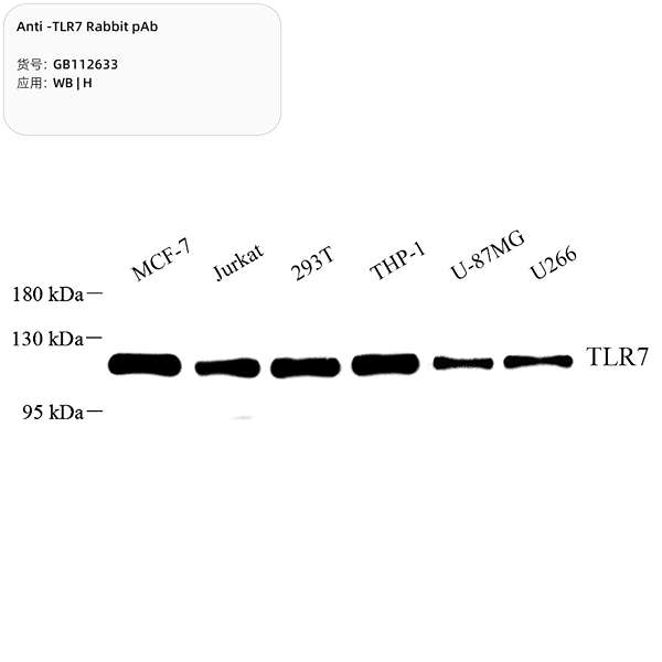 Антитела первичные, поликлональные, TLR7, 100 мкл
