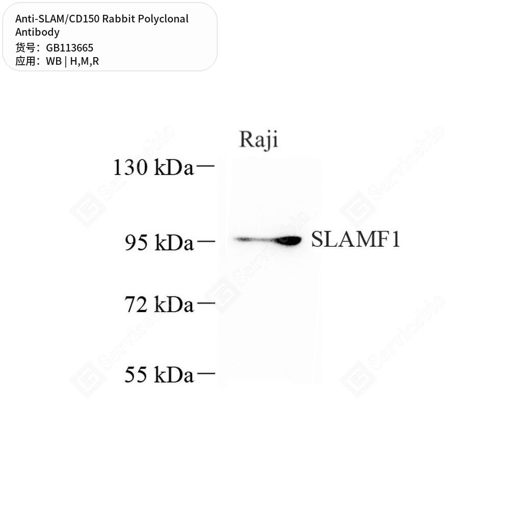 Антитела первичные, поликлональные кролика к SLAM/CD150 крысы, мыши, человека, 100 мкл