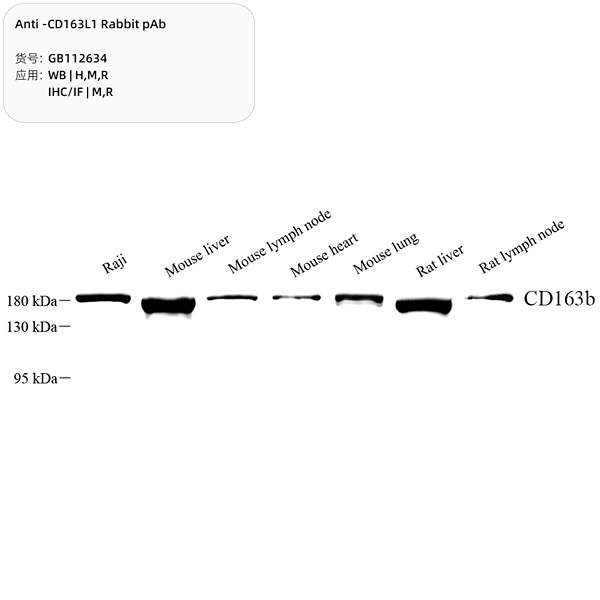 Антитела первичные, поликлональные, CD163L1, 100 мкл