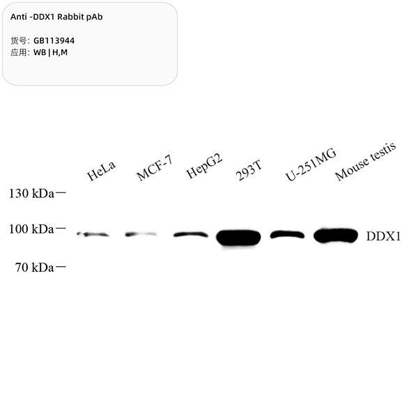 Антитела первичные, поликлональные, DDX1, 100 мкл