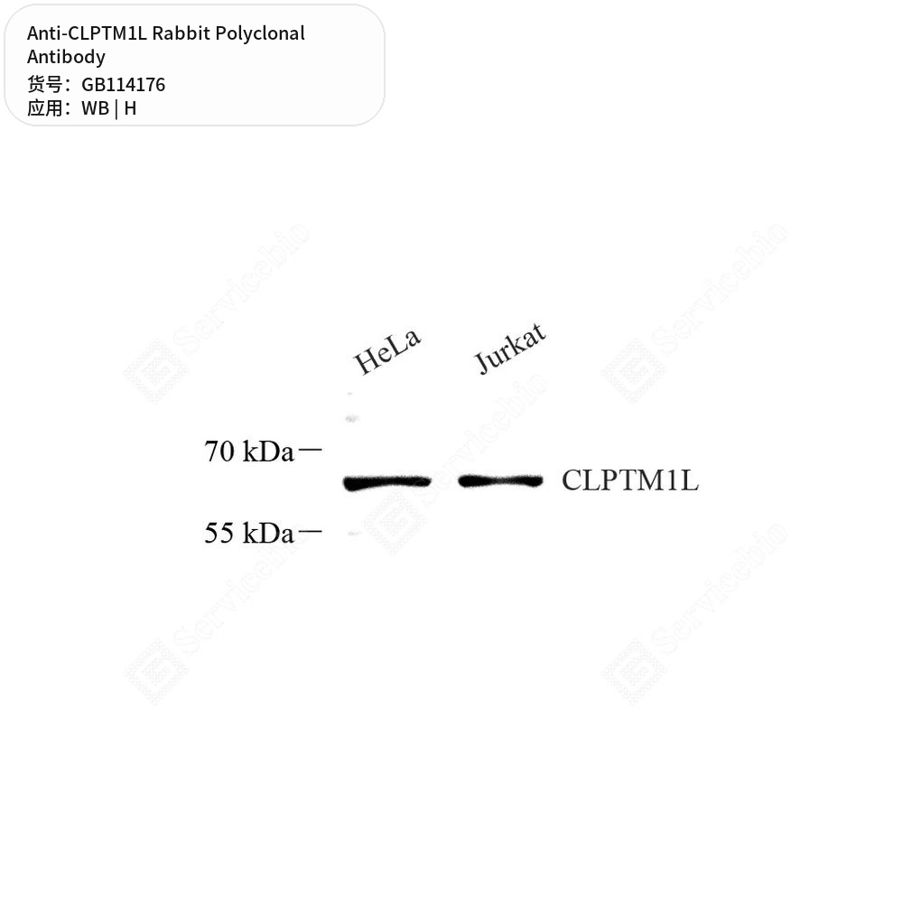 Антитела первичные, поликлональные кролика к CLPTM1L человека, 50 мкл