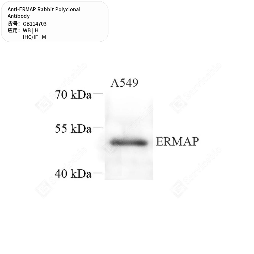 Антитела первичные, поликлональные кролика к ERMAP мыши, человека, 50 мкл